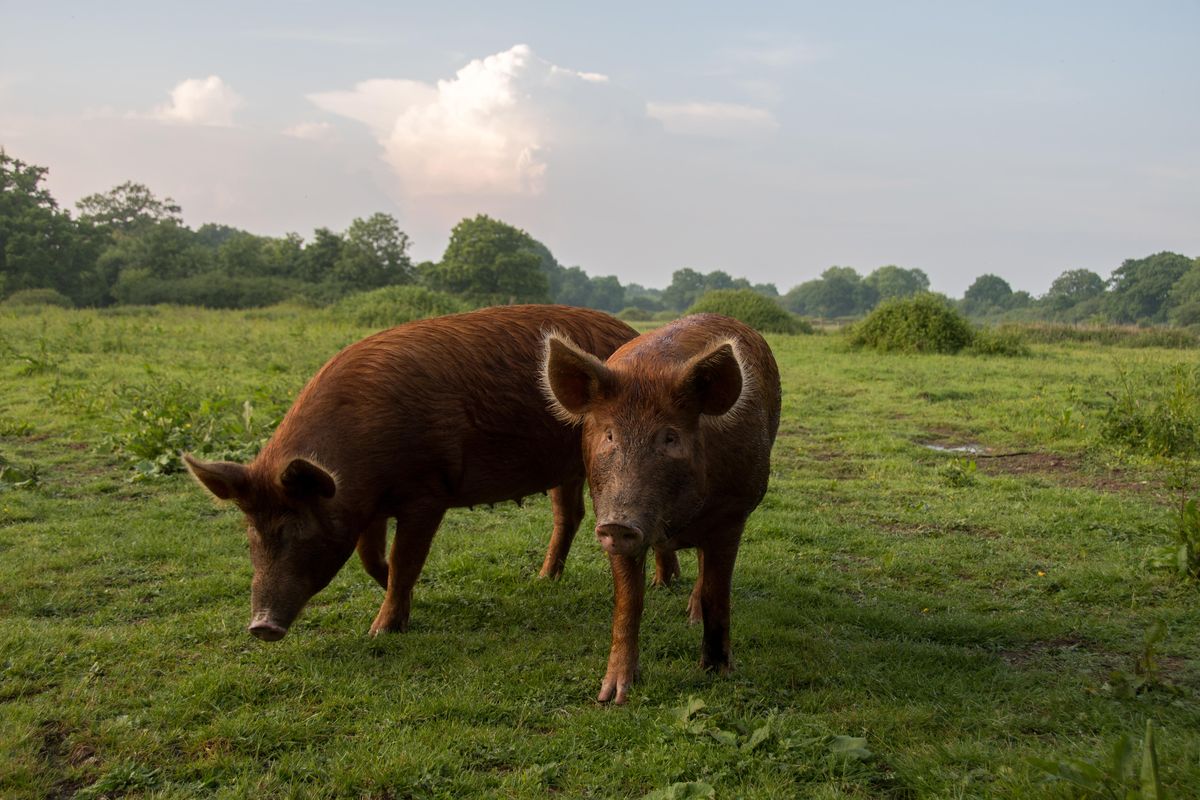 Knepp Castle doesn’t have all of Britain’s original breeds. Instead of wild boar, Knepp has an old English pig, the tall and rust-colored Tamworth. (Photo by Charlie Burrell / Photo by Charlie Burrell)