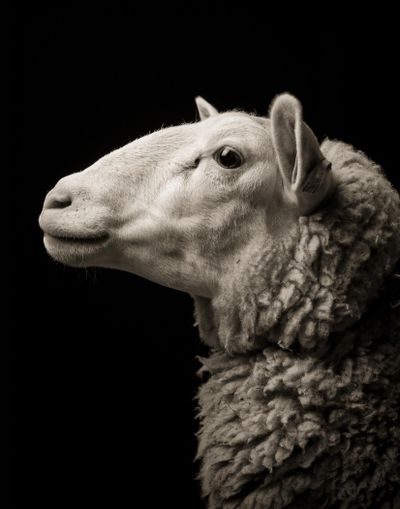“Lizzie No. 1,” from Kevin Horan’s “Goats and Sheep: A Portrait Farm.” (Kevin Horan)