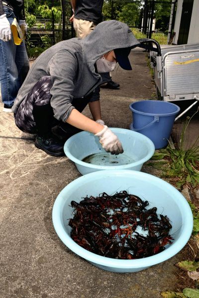 Red swamp crayfish caught in traps set in a waterway in Mizumoto Park in Katsushika ward, Tokyo. MUST CREDIT: Japan News-Yomiuri  (Japan News-Yomiuri/Japan News-Yomiuri)