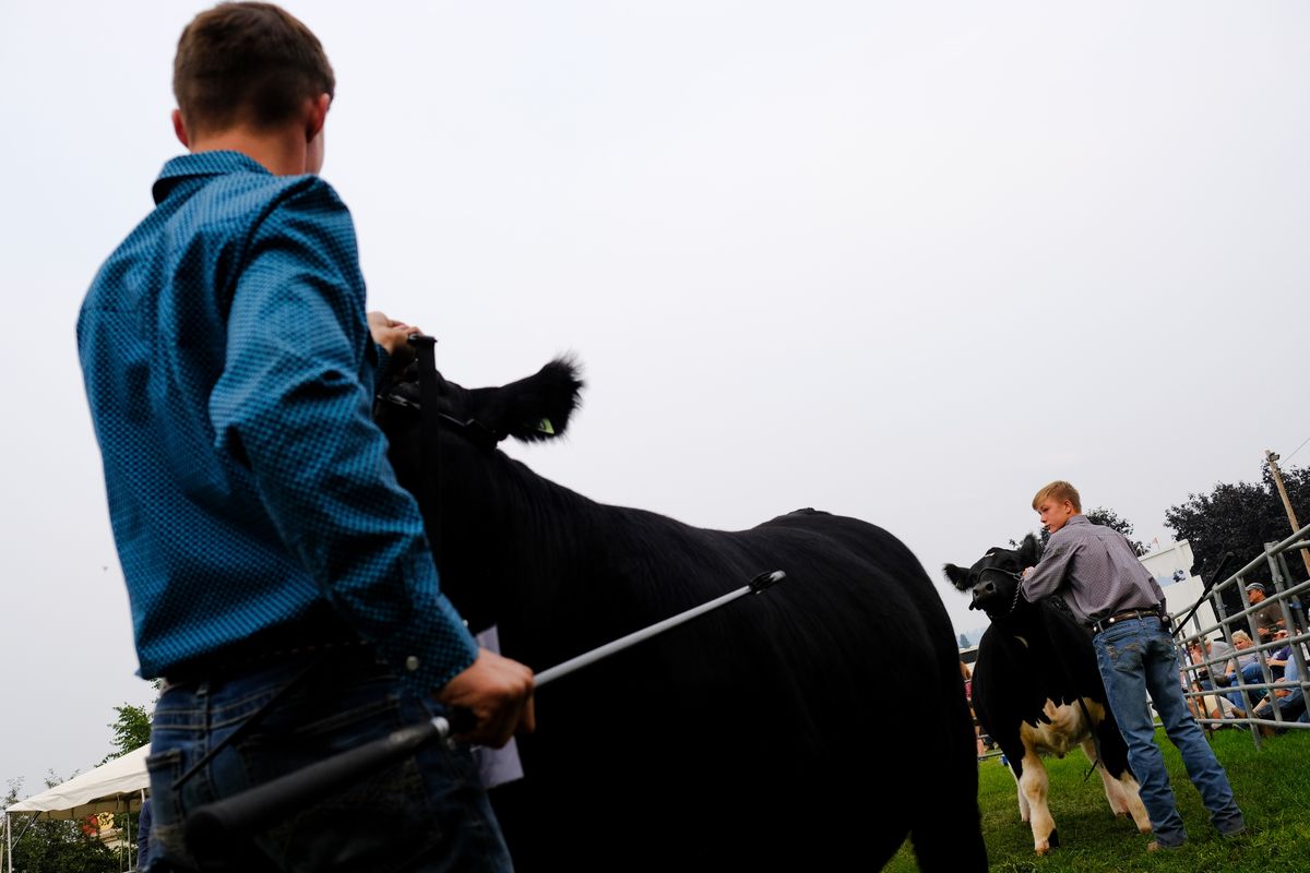 Youngsters show cattle at the North Idaho State Fair on Friday, Aug. 20, 2021, at the Kootenai County Fairgrounds in Coeur d