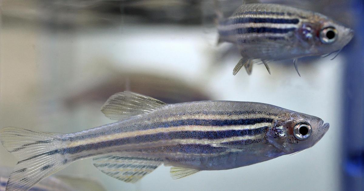 WSU researchers look to fish for insight on human skull development ...