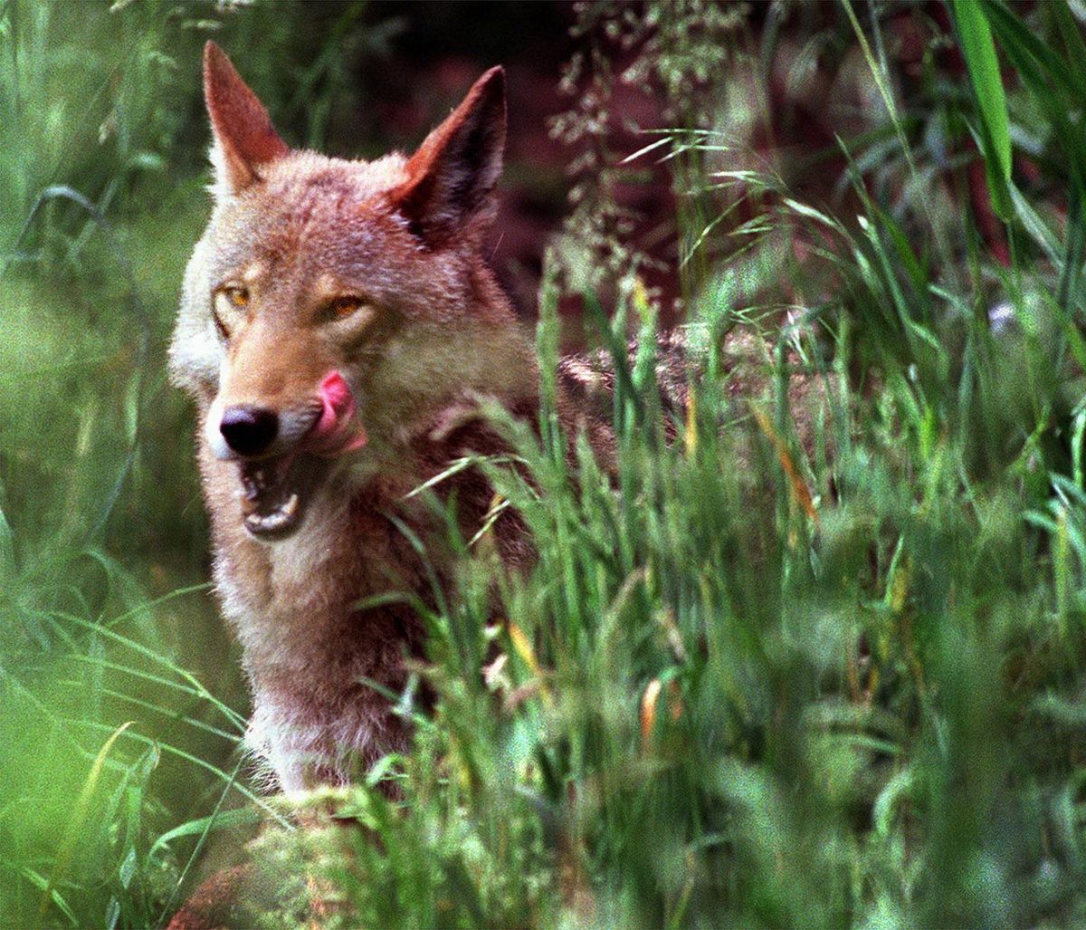 FILE--A six-year-old red wolf is shown at a breeding facility operated by a local zoo in Graham, Wash., in this July 6, 1998 file photo. The Supreme Court declined Tuesday, Feb. 20, 2001, to reopen the debate over the Endangered Species Act's impact on private landowners. The court, without comment, turned aside a North Carolina case testing whether farmers may kill endangered red wolves that stray from a federal refuge. (AP Photo/The News Tribune, Janet Jensen, File) (JANET JENSEN / Associated Press)