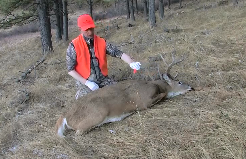 Packing out whitetail deer hot sale