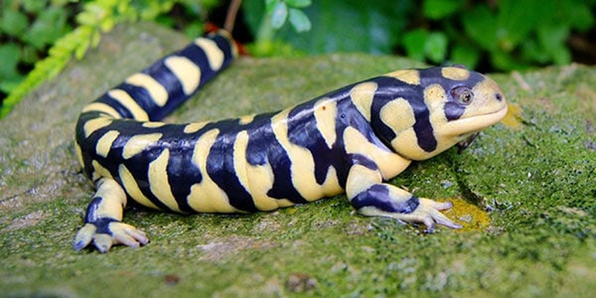 Black as coal and patterned with yellow stripes or spots, the western tiger salamander spends most of its time deep in the ground or beneath logs and leaf litter in Eastern Washington and North Idaho.  (Coutesy/National Wildlife Federation)
