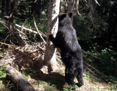 Annual black bear harvest during the general bear season in District 1 showed a stable trend from 2014 to 2016 before declining sharply in 2017 and 2018.  (Contributed photo)