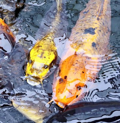 “Human-faced” carp swim in a pond in Nobeoka, Japan.  (The Yomiuri Shimbun)