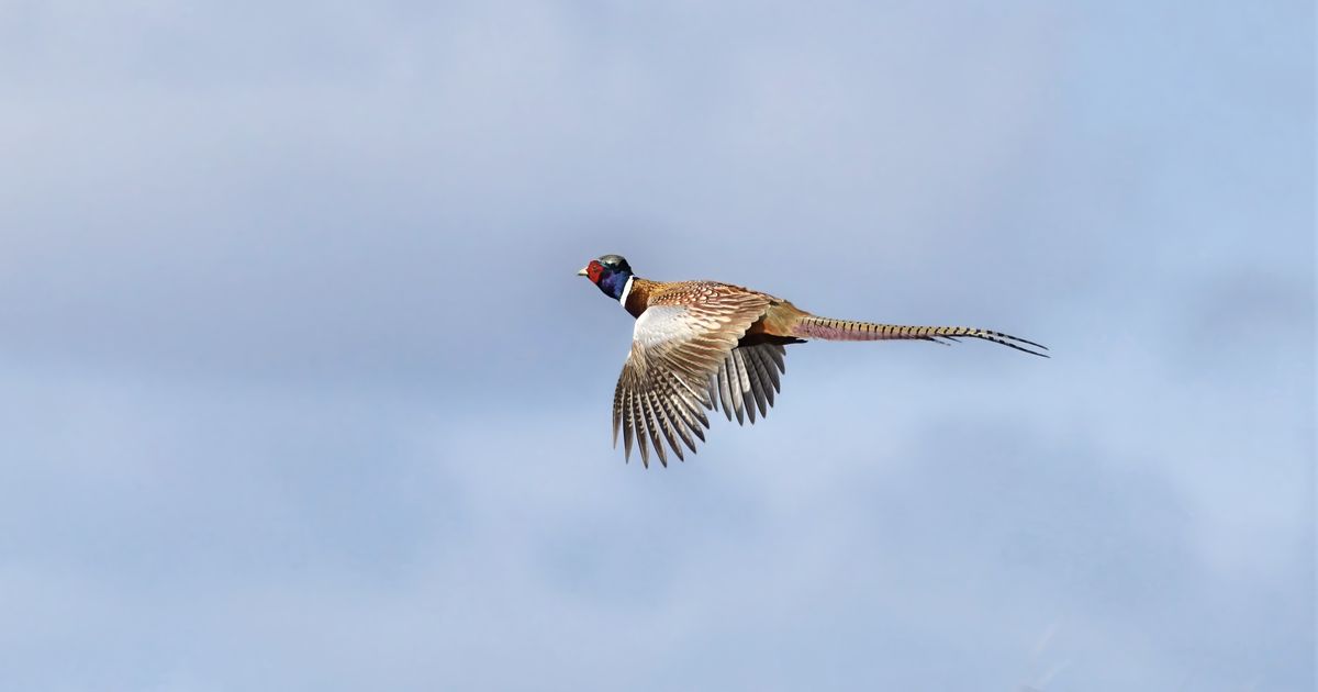 Speed rooster | Outdoors reader photo gallery