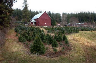 
The White's operate Carrousel Tree Farm in this old barn in Cougar Gulch. It's a popular stop for Christmas trees during the holiday season. 
 (File/ / The Spokesman-Review)