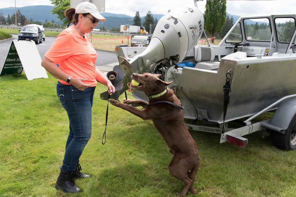 Debi Deshon tosses a ball to Popeye as a reward for successfully identifying a section of a boat contaminated with quagga and zebra mussels scent on  Friday. Popeye is trained to sniff out the invasive mussels. The Washington Department of Fish and Wildlife hopes to purchase a dog similar to Popeye next year. (Eli Francovich / The Spokesman-Review)