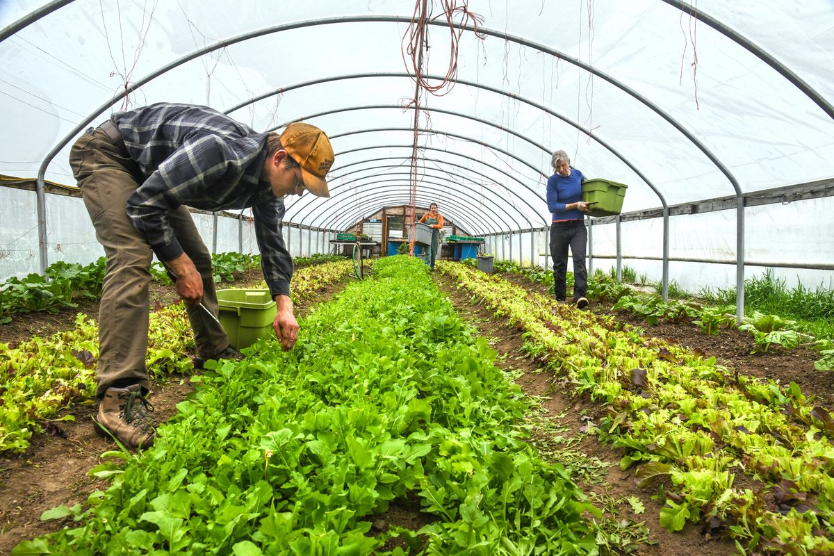 Jamey Bryant, left, Maya West, center and Tarawyn Waters, right, harvest arugula and spring mix lettuce, Thursday, April 23, 2020, at Urban Eden Farm in Vinegar Flats in Spokane. (Dan Pelle / The Spokesman-Review)