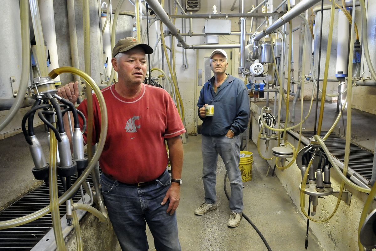 Stan Courchaine, left, and his brother, Steve Courchaine, milk their cows for the last time Friday on their farm in Spokane Valley.  The family operation sent  its cows to slaughter as part of a national program to cut milk supplies and raise prices; only a few cows remained.  (Dan Pelle / The Spokesman-Review)