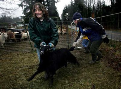 
Photography professor Ellen Felsenthal, left,  who took in about 100 sick, orphaned goats, and Emily Diaz, animal control officer for Skagit County, lead one of the goats to receive a hoof trimming and deworming medication last month in  Arlington. Associated Press photos
 (Associated Press photos / The Spokesman-Review)