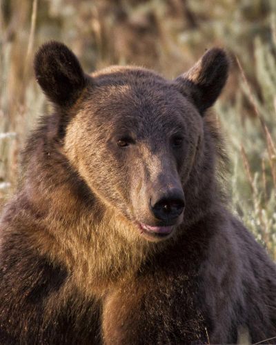 Grizzly sow 822 was killed by state wildlife managers in fall after she began killing cattle in the Greater Yellowstone Ecosystem. (Courtesy Of Montana Fish And Wild / Courtesy Of Montana Fish And Wild)