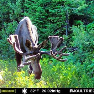 A bull moose photographed by a trail cam in Stevens County sports a good rack of antlers in early July with six weeks to grow before they harden and the velvet is rubbed off in time for the mating season. (Steve Gilbertson)