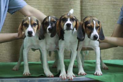 Shown are the world’s first transgenic female beagle dogs carrying fluorescent genes that make the canine glow red. (Associated Press / The Spokesman-Review)