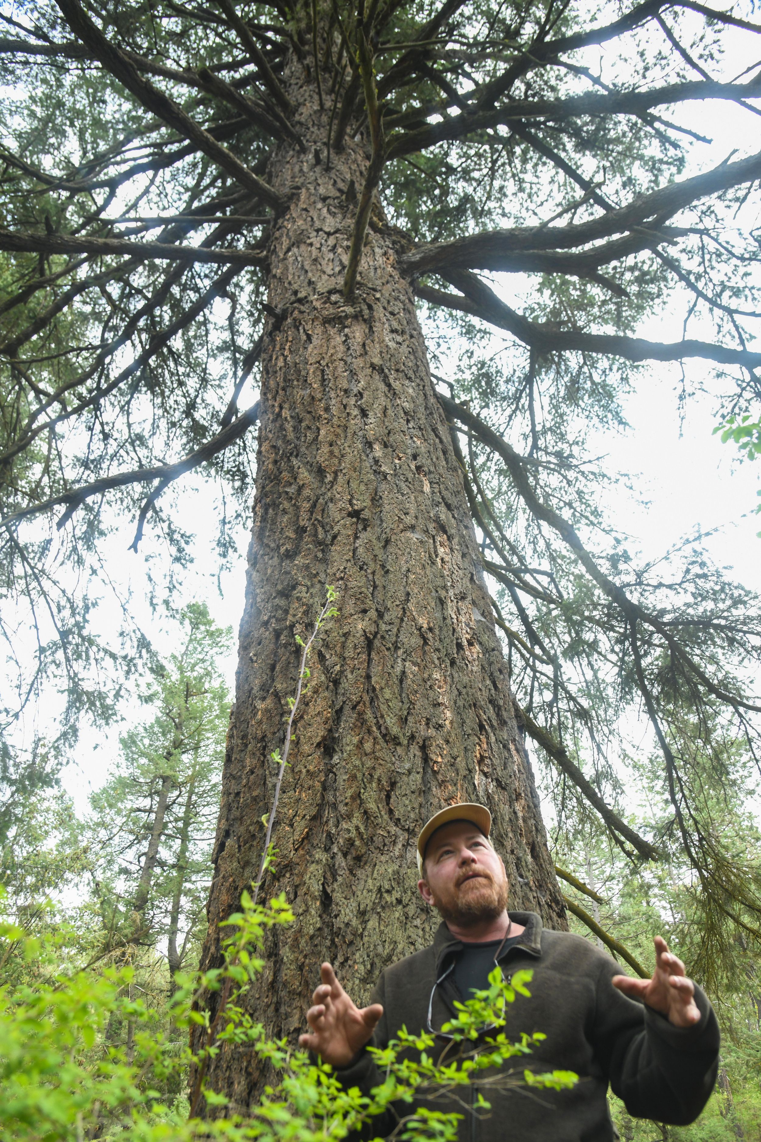 Spokane's most unique and historic trees May 7, 2019 The Spokesman