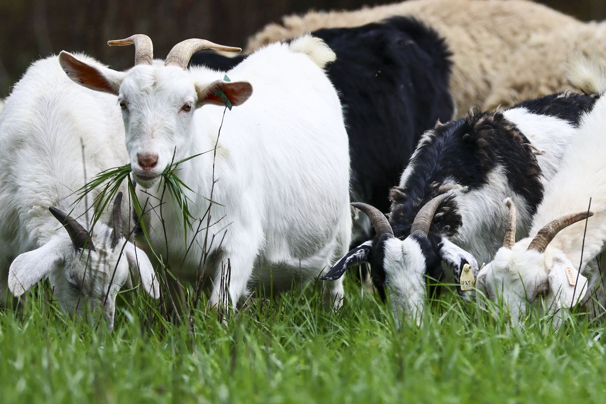 More than a hundred goats and sheep graze at Raine Grazing Services in Oakville, Washington, on March 16, 2026.  (Kevin Clark/The Seattle Times/TNS)