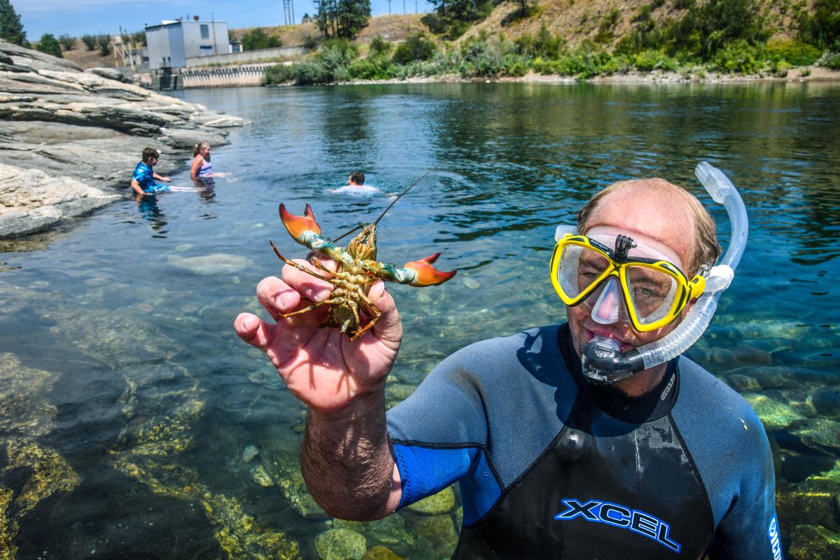 Jasper Wilson, 34, turned his swimming and snorkeling hole into a fishing hole as he came out of the Spokane River with a crayfish, or often times called a crawdad, during hot hot afternoon, Thursday, July 1, 2021, on the Spokane River near Mirabeau Park in Spokane Valley, Wa. (Dan Pelle/THE SPOKESMAN-REVIEW)