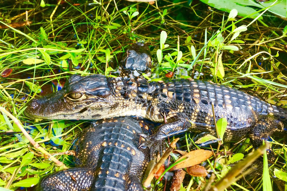 At left: Park. Visitors are cautioned to remain a safe distance of at least 15 feet from any wildlife in the park. (Everglades National Park)