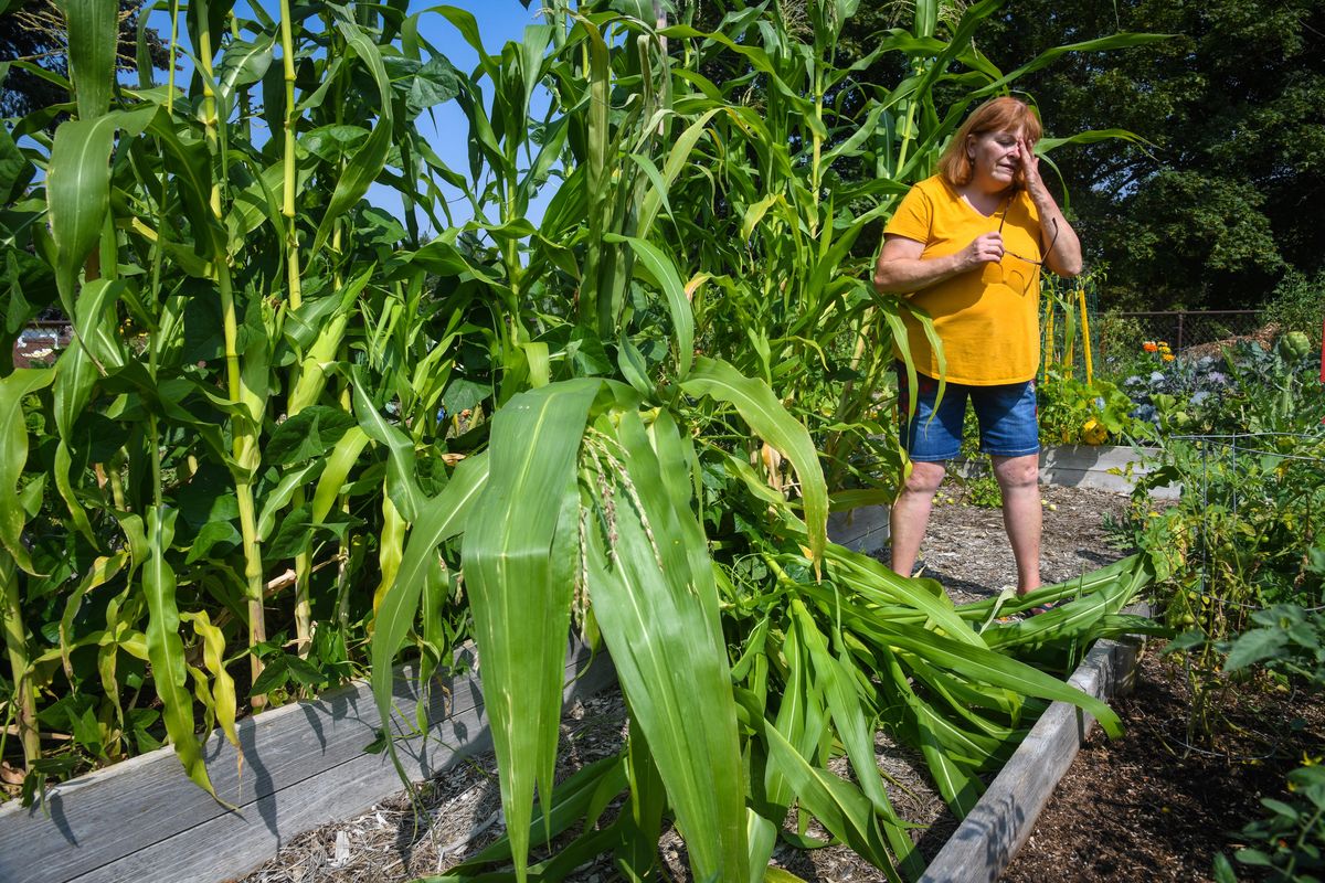 Garden manager, Peggy Parker, wipes her eyes while going over the vandalism to the community garden at Grant Park, Wednesday, Aug. 22, 2018. 42 of the 44 boxes had some damage to the plants said Parker. (Dan Pelle / The Spokesman-Review)