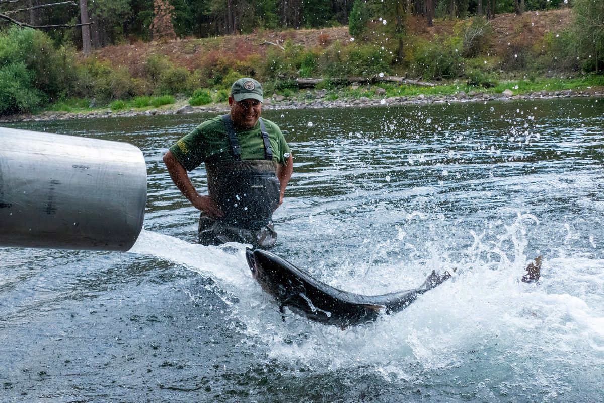 Aaron Penney, a fisheries biologist for the Coeur d’Alene Tribe, watches as giant chinook salmon are released from a fish hatchery truck into the Spokane River near the T.J. Meenach Bridge Friday, Aug. 16, 2024. The tribal fish program released more than 140 fish as part of their efforts to increase salmon populations in the region’s rivers.  (Jesse Tinsley/The Spokesman-Review)