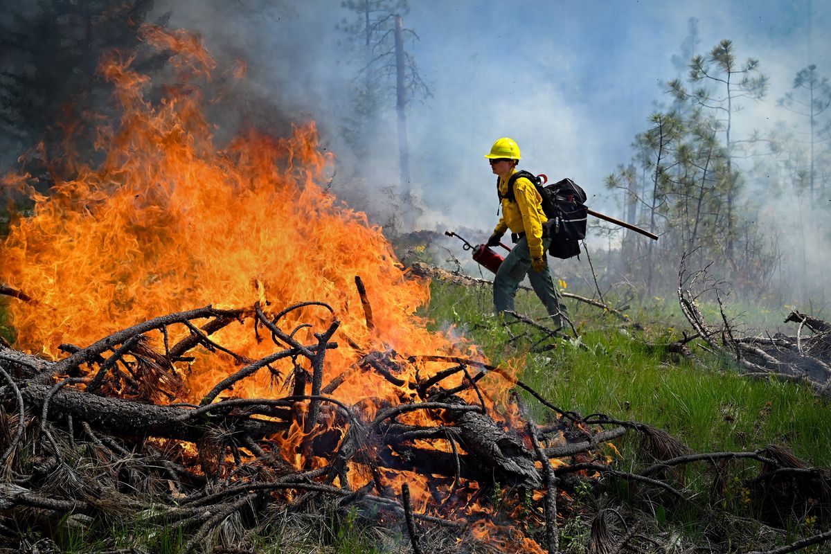 Department of Natural Resources firefighter Caitlyn Morgan uses a drip torch to set logging debris on fire Tuesday during a 108-acre prescribed burn near Springdale, Wash.  (COLIN MULVANY/THE SPOKESMAN-REVIEW)