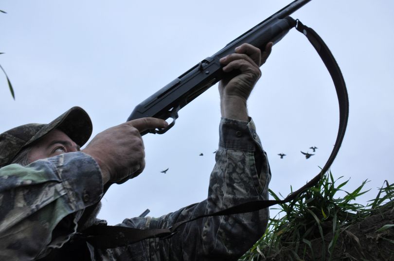 Waterfowl hunters emerge from a pit blind to fire at geese landing in their spread of decoys. (Rich Landers)