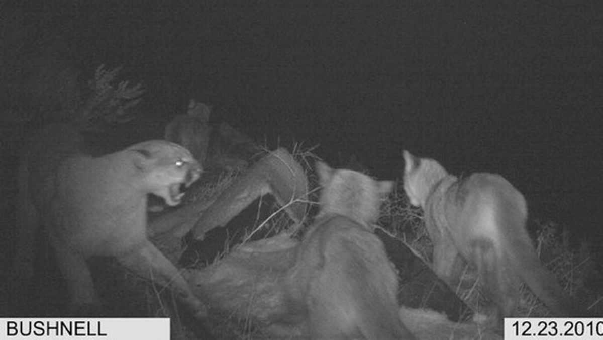 Washington Fish and Wildlife Department biologists confirm the authenticity of this remote camera photo made by Brad Thomas, a hunter in the Moses Coulee area of Douglas County on Dec. 23, 2010.  Biologists say this shot and a minutes-later rare shot of eight cougars in one spot is likely the result of a female cougar with a litter converging with one of her adult female offspring and her litter.   The Wenatchee man who collected the images is known to the state biologists, but asked to remain anonymous.
 (Courtesy photo)
