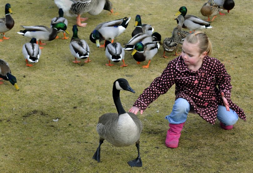 While on a play date with a friend, Erika Frahm, age 5, says hello to a Canada goose  in Riverfront Park Thursday Jan. 28, 2010. (Colin Mulvany / The Spokesman-Review)