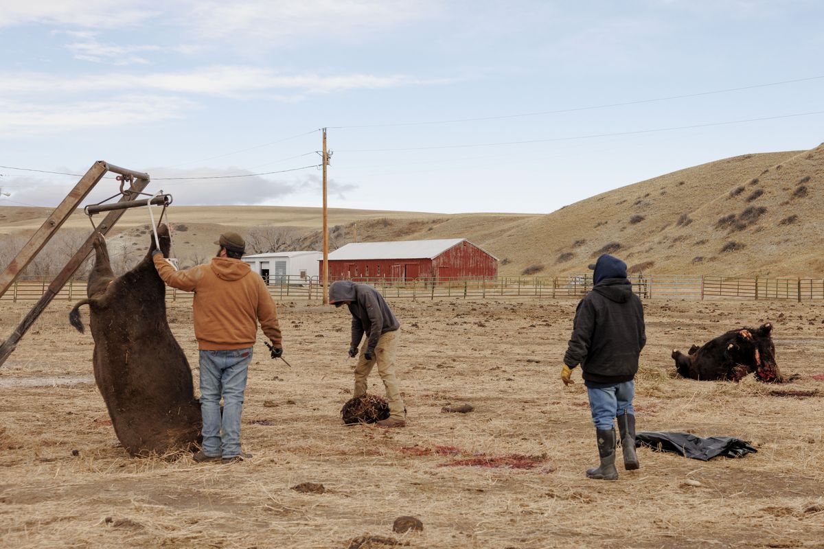 Butchers prepare buffalo carcasses to be transported from the Blackfeet Nation Buffalo Program’s winter camp Thursday in Browning, Mont. In one of its largest harvests ever, the Blackfeet tribe turned to its herd to help feed its members, who rely heavily on federal food assistance.  (TAILYR IRVINE)