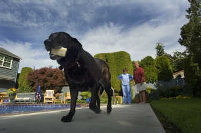 
Millie takes off with her bone as owners Charlie and Karen Romberg watch in their backyard. Millie takes several medications daily to improve her health and deal with age-related issues such as arthritis. Charlie Romberg holds two of the pills that he feeds his 9-year-old black Lab, Millie, every day. 
 (Photos by CHRISTOPHER ANDERSON / The Spokesman-Review)