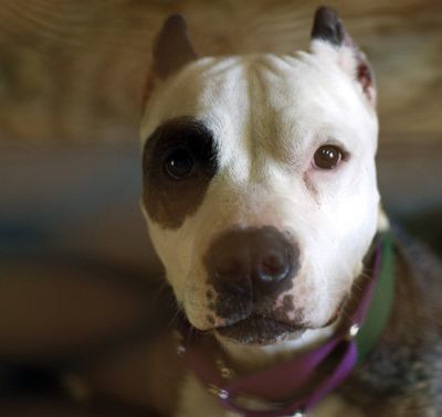  This photo taken Aug. 11, 2009 shows Naja a a young pit bull waiting in her cage at the Villalobos Rescue Center, 35 miles northwest of downtown Los Angeles. In Canyon Country Villalobos Rescue Center, is one of the largest pit bull rescues in the world providing a place to live or work for six parolees, 225 pit bulls, 204 volunteers, two French bulldogs, and 19 cats.  (Richard Vogel / Associated Press)