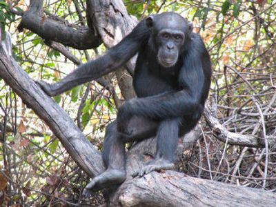 
Tia, an adolescent female chimpanzee in Senegal, is among the primates that frequently create and use spears to hunt bush babies, researchers say. 
 (Associated Press / The Spokesman-Review)