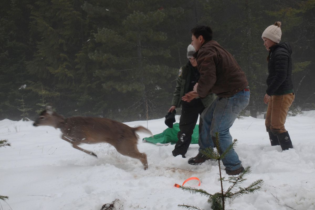 A young white-tailed deer springs free after being radio collared in Pend Oreille County by Washington Department of Fish and Wildlife biologists, from left, Carrie Lowe, Ben Turnock and big-game researcher Melia DeVivo.  RICH LANDERS/COURTESY (Rich Landers / The Spokesman-Review)
