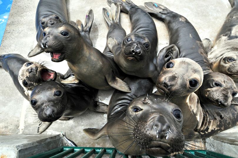 Recently rescued elephant seals explore their temporary home at SeaWorld San Diego, Wednesday, April 28, 2010. The young seals were rescued from San Diego area beaches and will be returned to the wild once they have been rehabilitated. (Mike Aguilera / Seaworld San Diego)