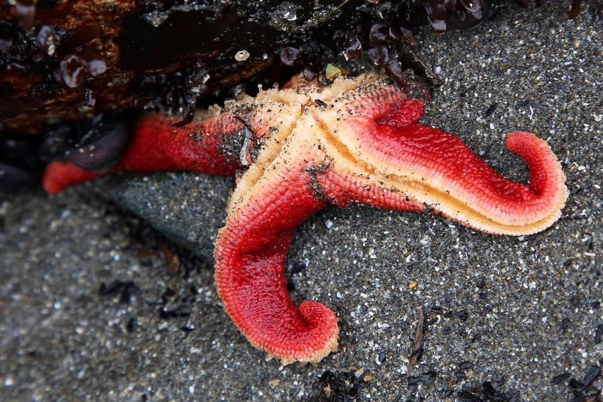 A sea star is wedged beneath a rock in the sand, exposed during low tide at Harris Beach State Park on the south Oregon coast.  (Jamie Hale | The Oregonian)
