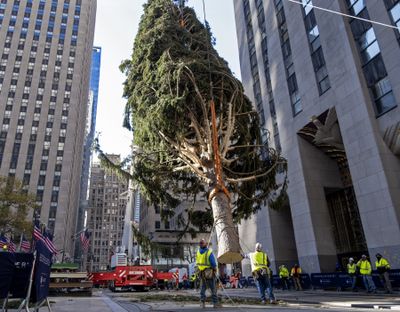 The 2020 Rockefeller Center Christmas tree, a 75-foot tall Norway Spruce that was acquired in Oneonta, N.Y., is suspended by a crane as its is prepared for setting on a platform at Rockefeller Center Saturday, Nov. 14, 2020, in New York.  (Craig Ruttle)