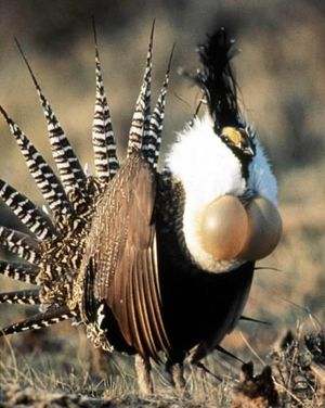 A male Gunnison sage grouse is pictured displaying his plummage to attract a female.  The sage grouse, whose habitat overlaps a swath across the West that holds the nation's biggest untapped natural gas fields. (Colorado Divison of Wildlife)