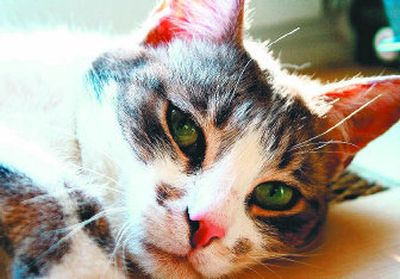 
Forethought can prove helpful for dealing with issues when a pet reaches the end of its life. 
 (sxc.hu / The Spokesman-Review)