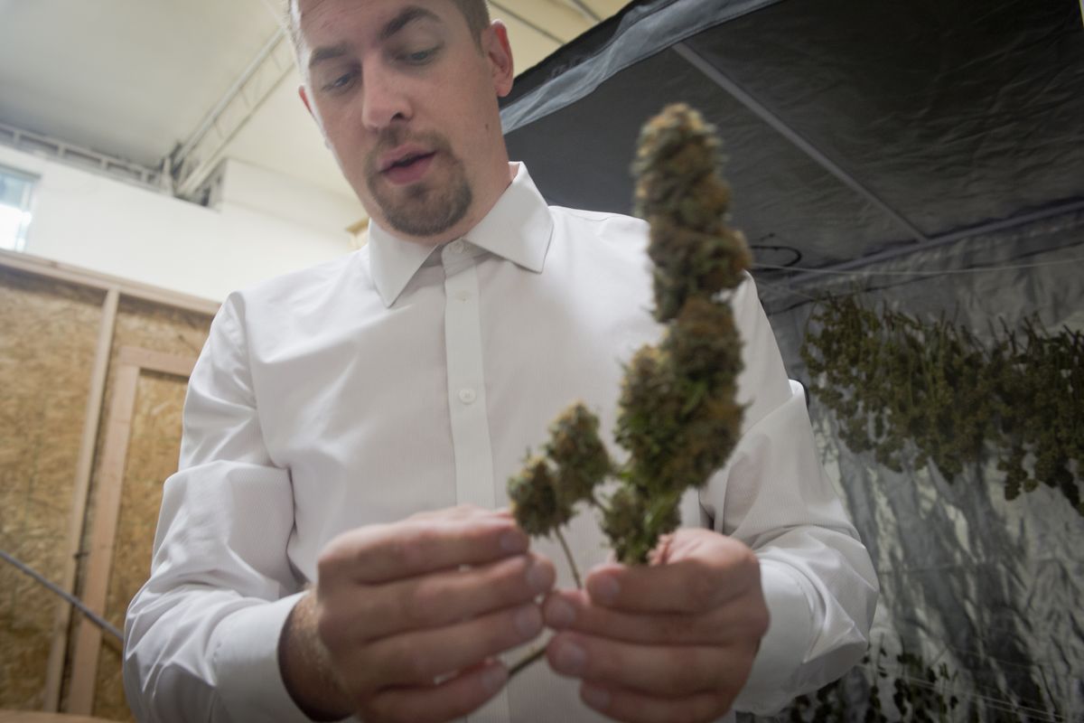 Sean Green, owner of Pacific Northwest Medical, a marijuana dispensary in north Spokane, shows a spike of marijuana buds being dried for sale. (Jesse Tinsley)