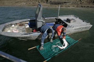 
 Tim Kiser, left, and Seth Richards, fisheries technicians with the Idaho Fish and Game Department, weighed, measured and photographed this sturgeon before letting it go  earlier this month. They caught the same fish  last year and installed a tracking device in it.  Below, Jason Feltham, an employee of the Kootenai Tribe's hatchery near Bonners Ferry, watches white sturgeon swim in a tank. 
 (Associated Press photos / The Spokesman-Review)