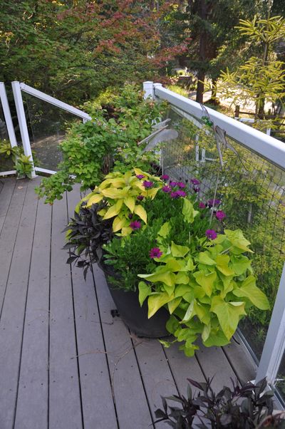 In 2023, Pat Munt’s deck pots were filled with colorful black and chartreuse sweet potato vines and bright purple African daisies designed to still allow a view over the deck railing. The back pot is filled with raspberry shortcake raspberries that get maybe 2 feet tall. It’s fun to sit in the deck chair and pluck off fresh berries.  (Pat Munts/For The Spokesman-Review)