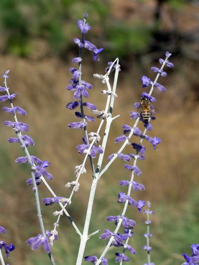 A honey bee works on Russian sage flowers gathering nectar and pollen for winter stores. Special to  (PAT MUNTS Special to / The Spokesman-Review)