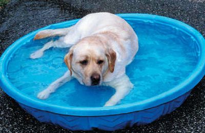 
Make sure pets have plenty of fresh water, good airflow and a cool place to rest. 
 (Metro Services / The Spokesman-Review)