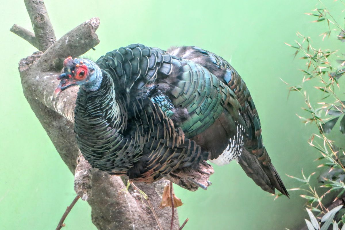 The ocellated wild turkey is native to Mexico’s Yucatan Peninsula, Guatemala and northern Belize. (Janine Eden / Courtesy)