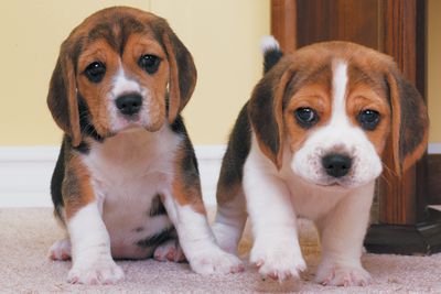 Though just about any puppy can be considered cute, a little research can help you figure out which breed will be the right fit for your family. (The Spokesman-Review)