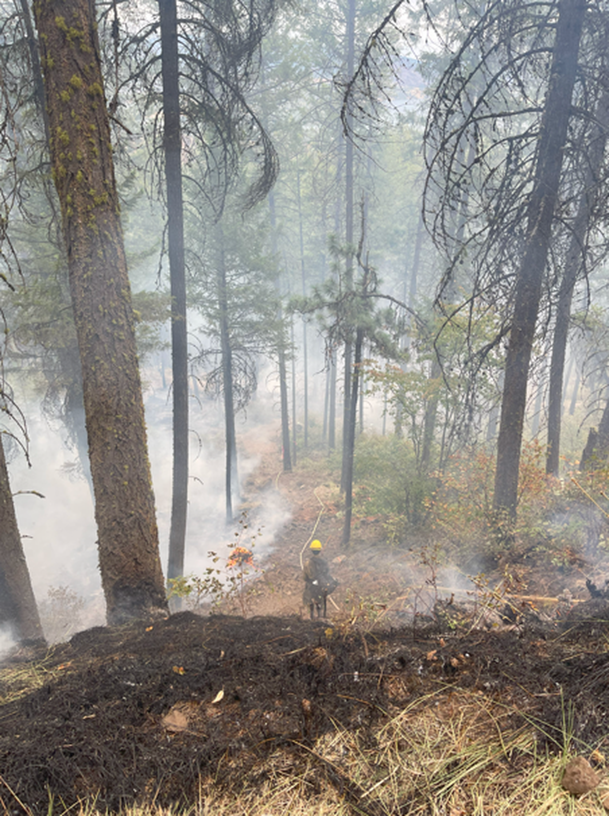 A firefighter lays hose in the Crescent Road fire 7 miles north of Reardan, Wash.  (Courtesy of Crescent Road fire crews)