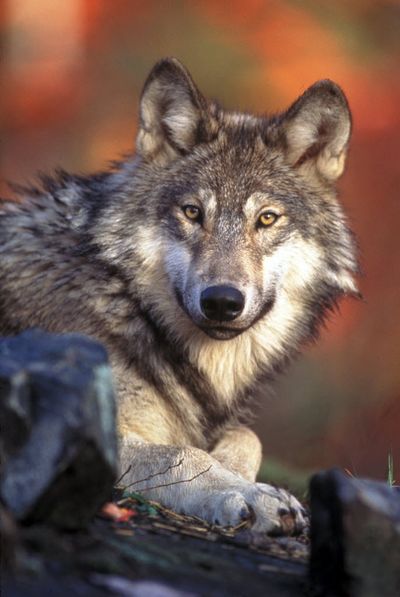 A Federal judge ordered endangered species protections reinstated for  gray wolf in Montana and Idaho on Thursday, Aug. 5, 2010. (Associated Press)