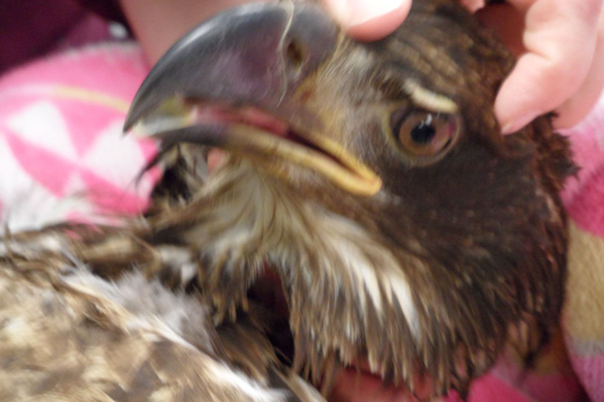 Marilyn Omler of Ponti Veterinary Clinic examined the injured immature bald eagle from head to toe.
 (Tina Wynecoop)