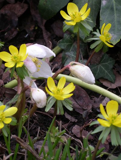 White hellebore flowers are ready to open among yellow aconites in a South Hill garden in 2009. Hellebores are already in full bloom and will continue blooming for another month or more, Master Gardener Pat Munts writes. (FILE)